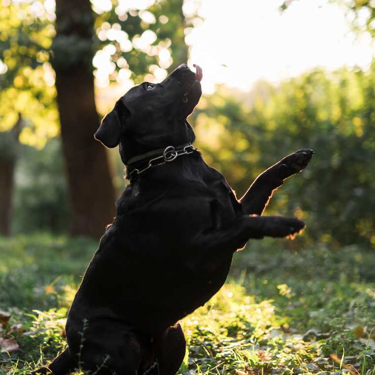 teaching a dog to stand