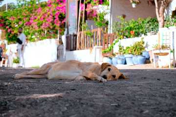 what is too hot for a dog