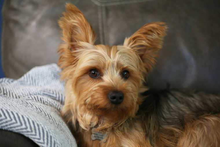 hypoallergenic puppies