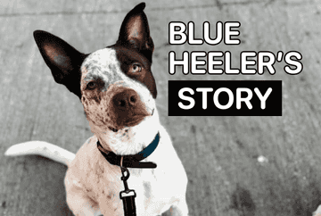 how to train a blue heeler not to bite