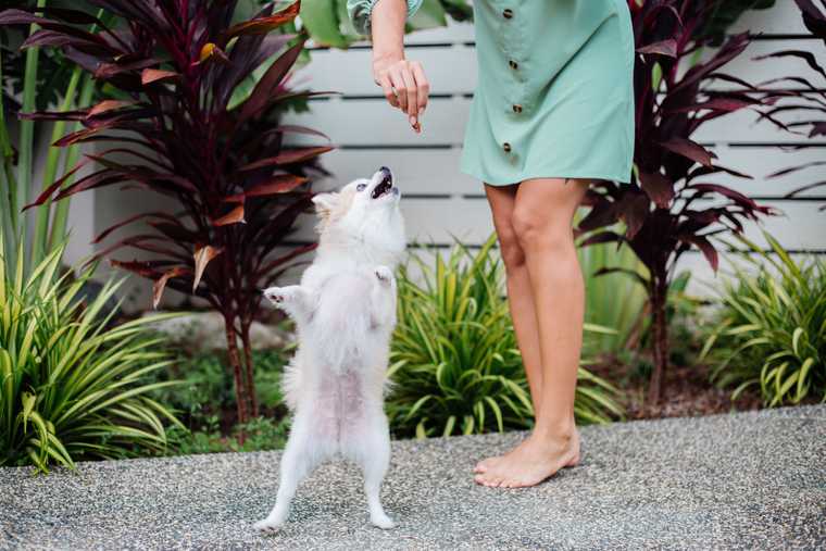 how to train your dog to stand