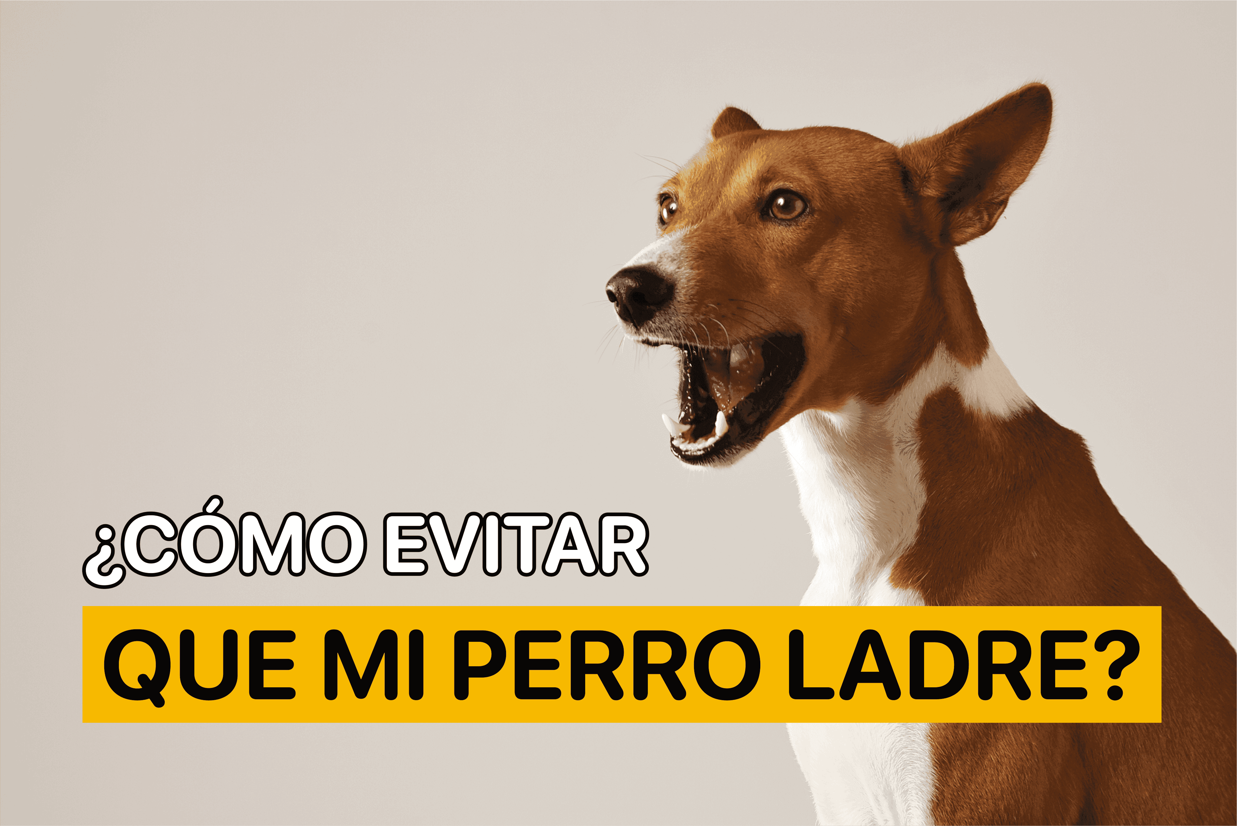 Cómo evitar que mi perro ladre