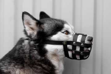 how to stop dog from eating poop