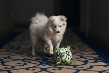 juegos estimulacion mental perros