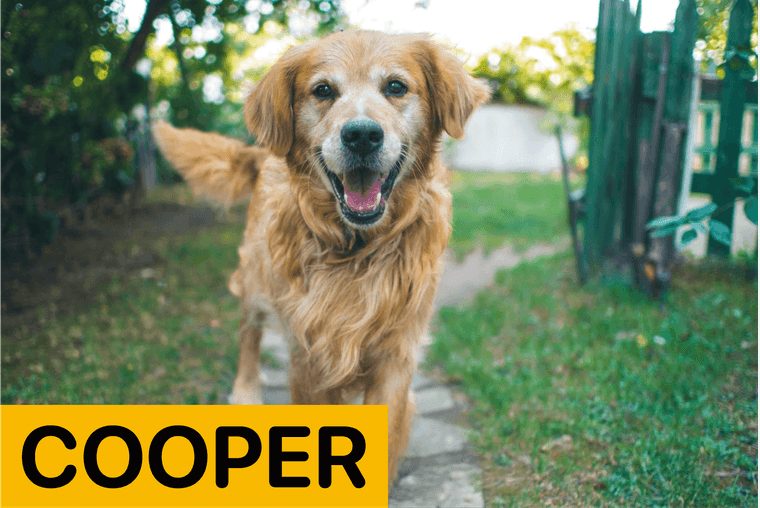 nombre para perro macho