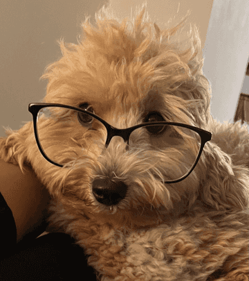 potty training a maltipoo