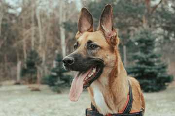 dog ear body language