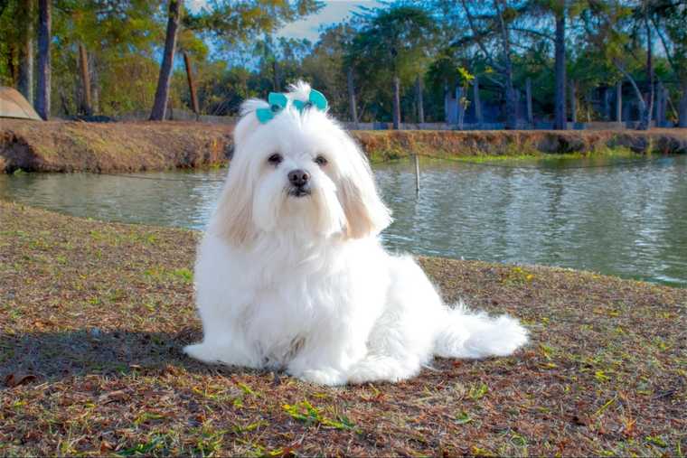 common girl dog names