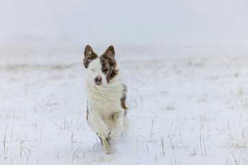 protecting dogs paws in winter