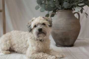 best small dog breeds hypoallergenic