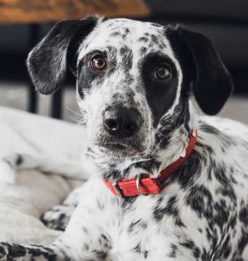 porque mi perro rasca mucho su cama