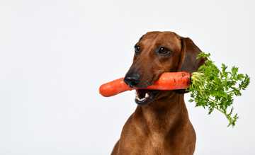 home remedies for dogs bad breath