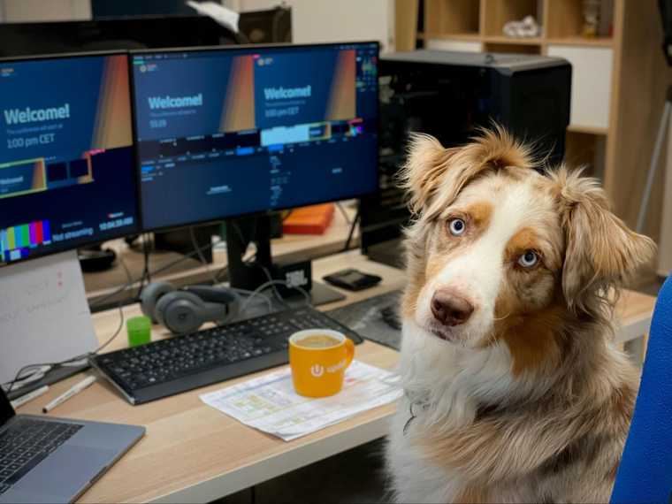 how to train an australian shepherd puppy