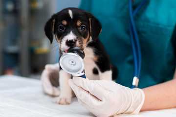 dog heat stroke treatment