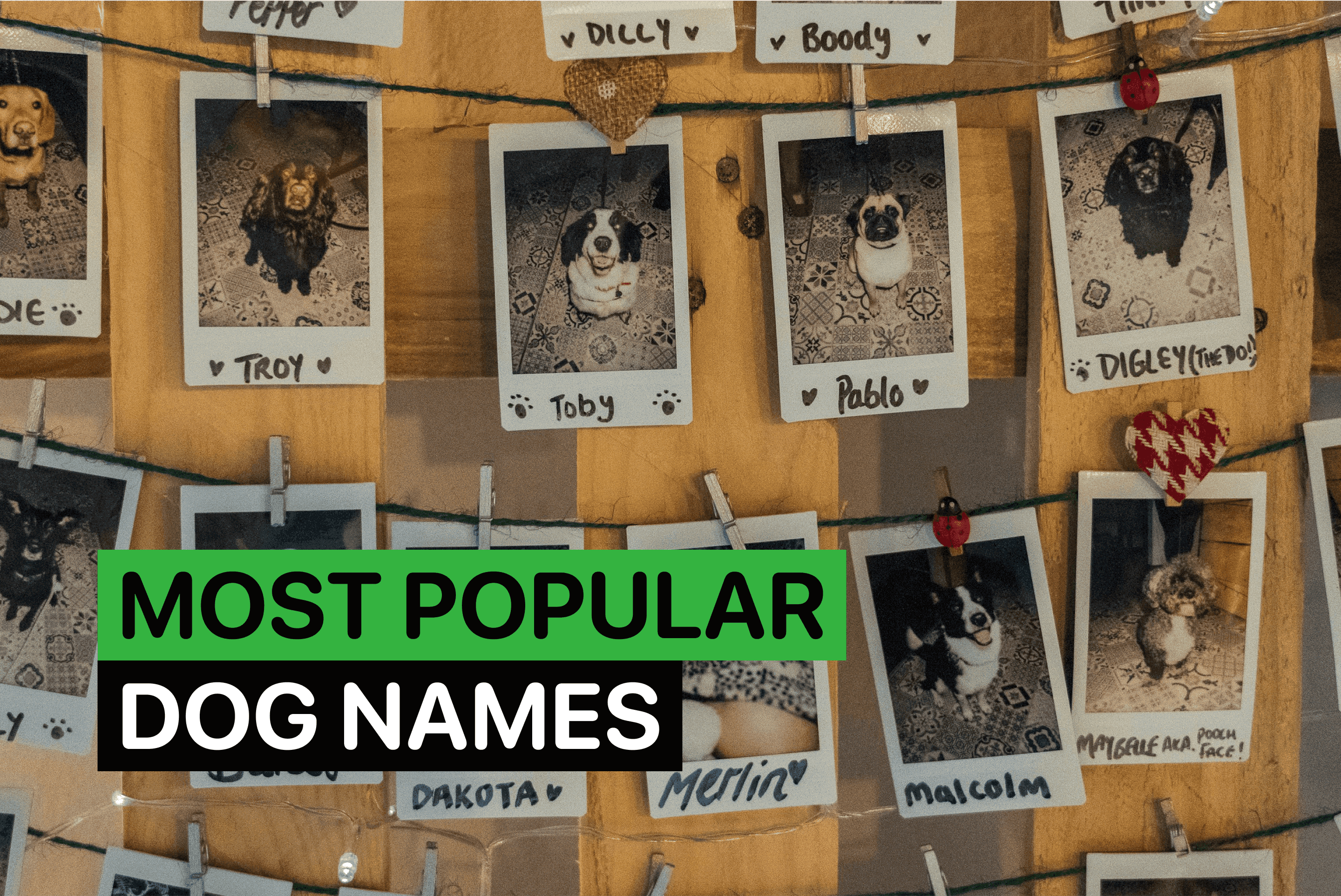 Most Popular Dog Names