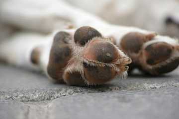 what do burnt dog paws look like