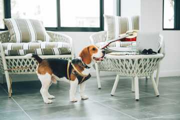 how to teach dog to stay