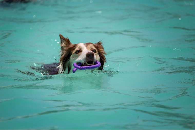 como refrescar a un perro del calor