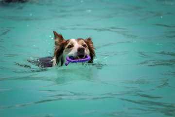 quickest way to cool down a dog