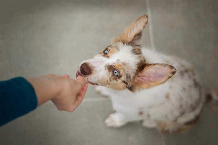 como enseñar a mi perro a tumbarse