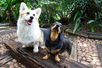 dog care guide
