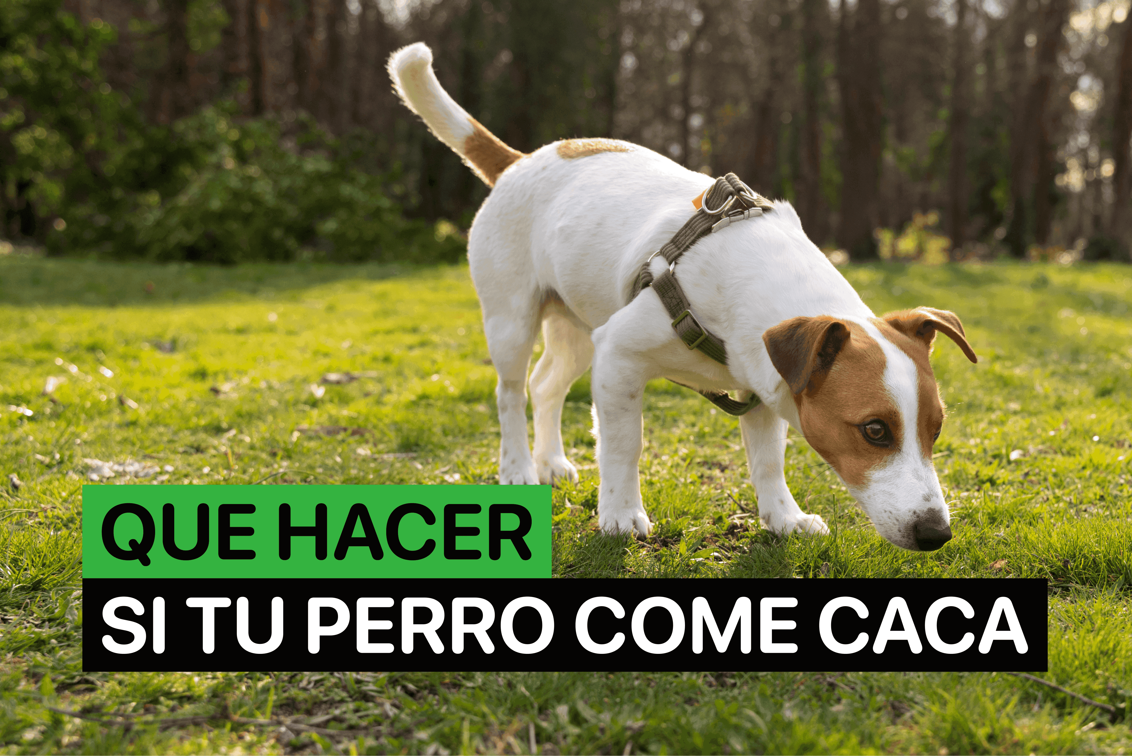 como hacer que mi perro no coma caca