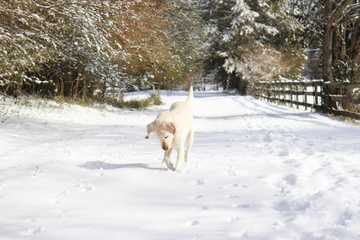 too cold for dog paws