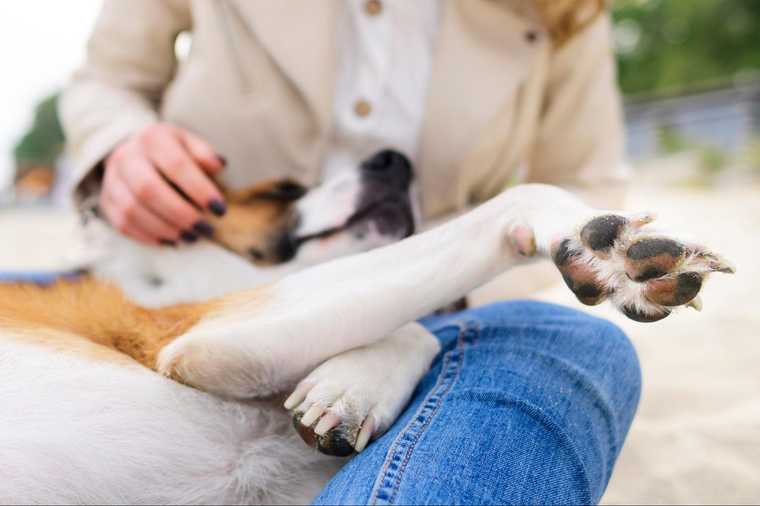 why do dogs chew on their feet