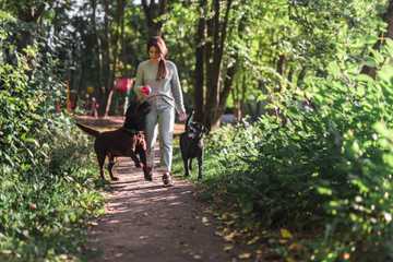 puppy training age timeline