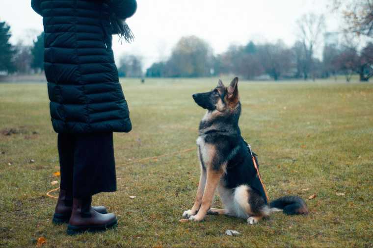 training emotional support dog