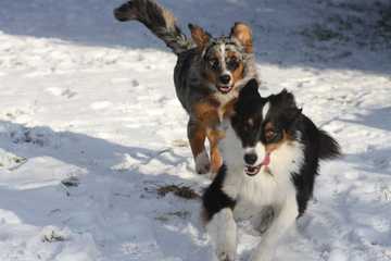 how to exercise dog in winter