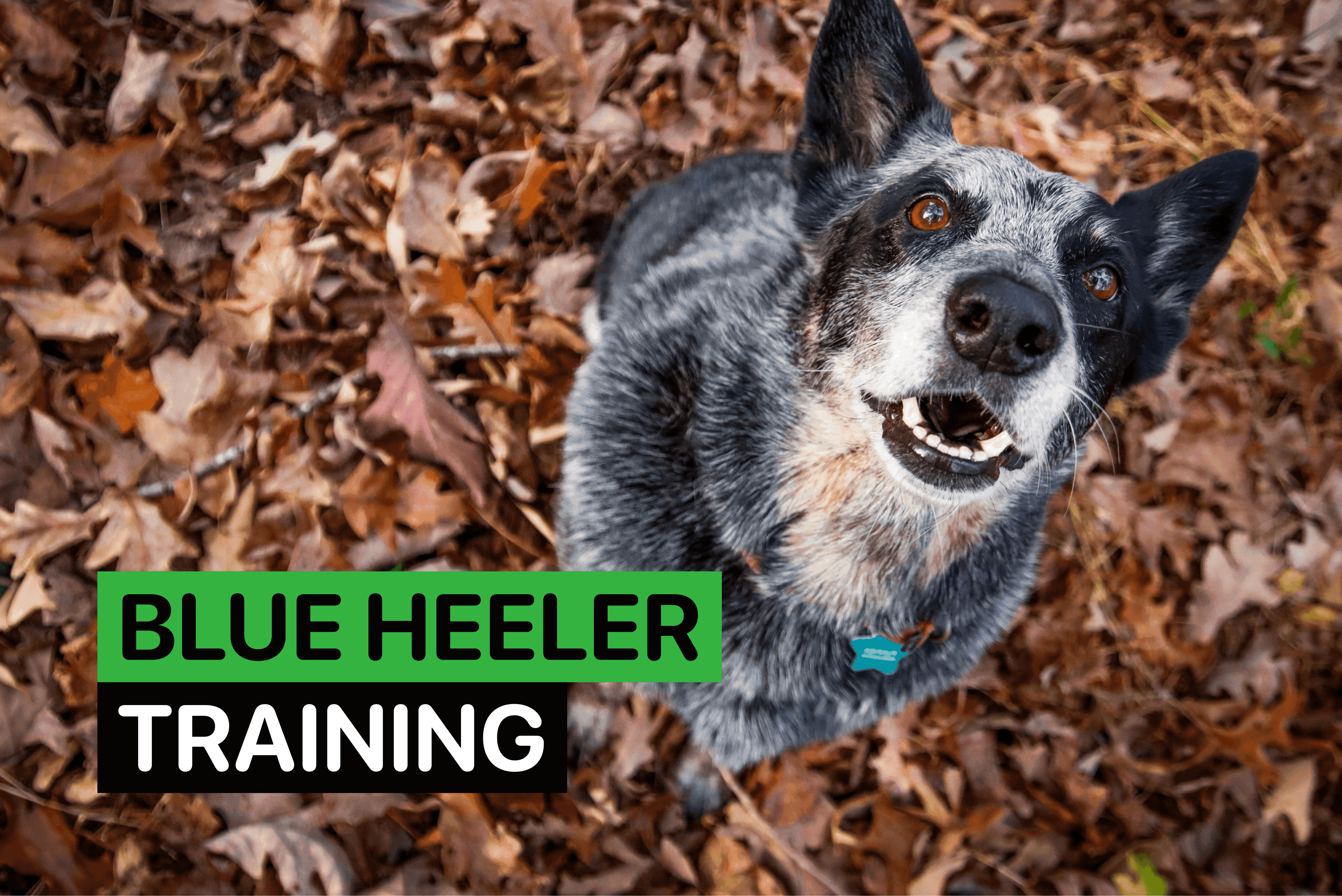 blue heeler training