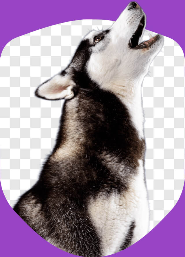 Not found dog